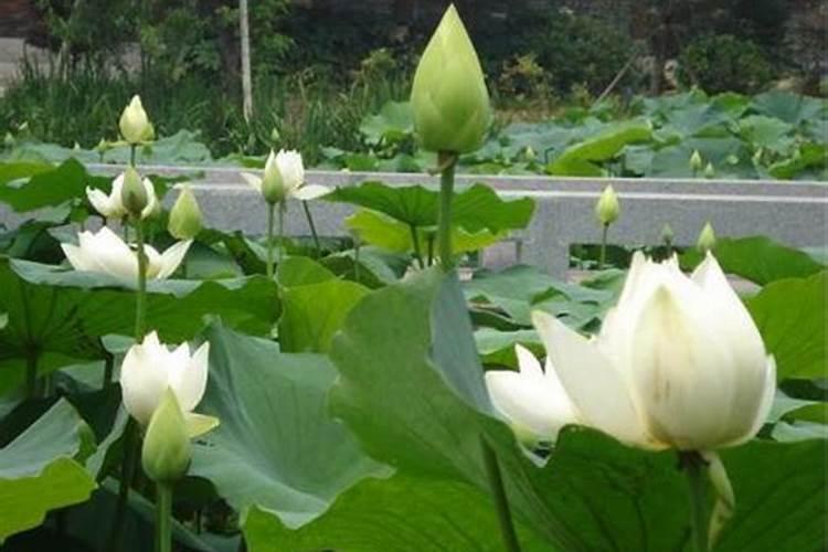 白莲怎么种？
