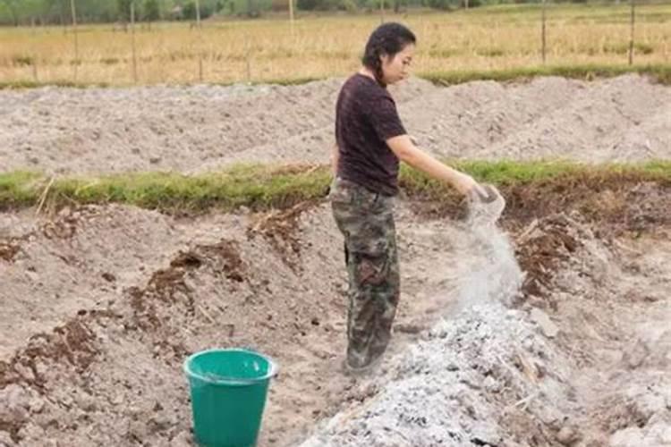 盐碱地水稻怎样施用磷钾肥？