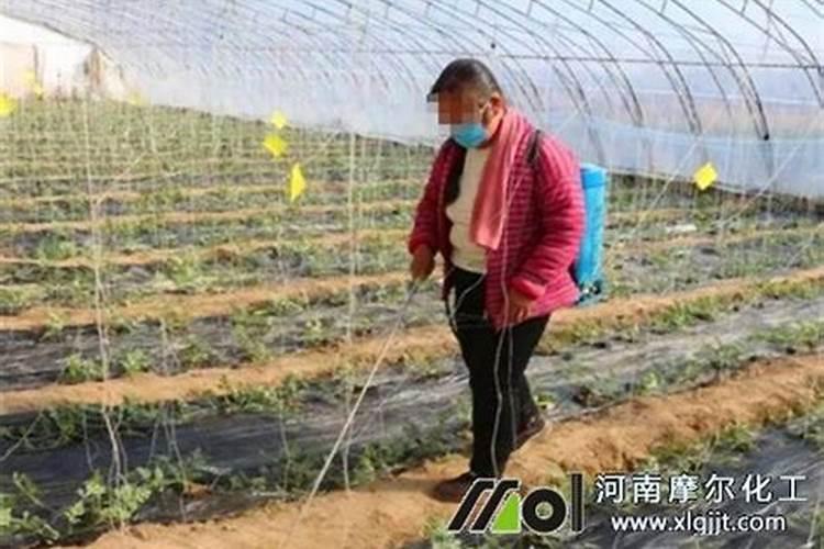 麦子怎么种才快 麦子如何种才快