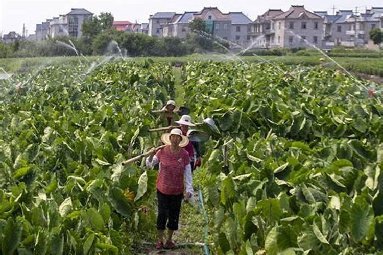 哪种叶面肥效果最好？