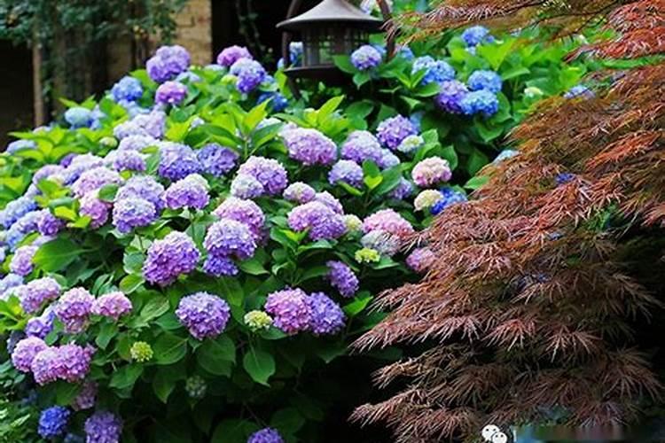 芹菜打什么叶面肥？施肥的最佳时间是什么时候？