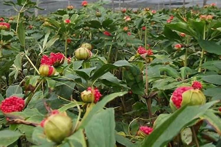 粽子叶太小怎么办 叶子太小怎么包粽子