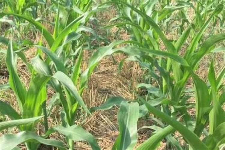 新买的茶花换盆后落叶怎么办