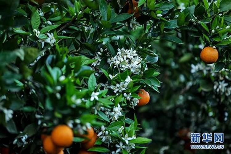 打了草甘膦的农田多久才能种