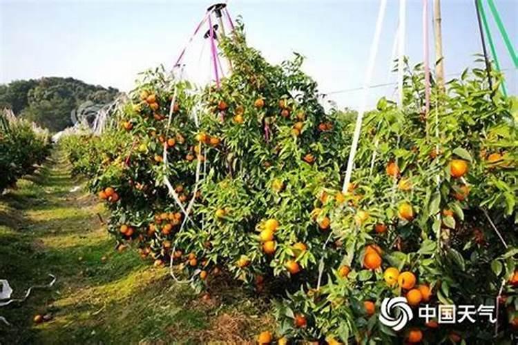 沃柑施什么肥较甜