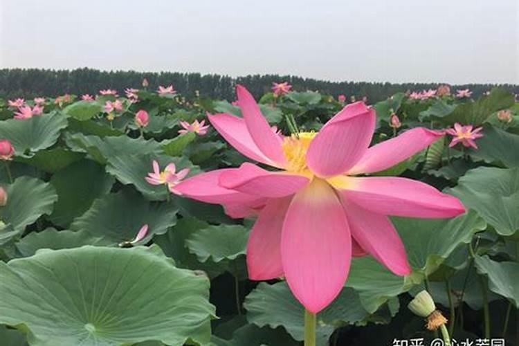 子莲田怎么施肥,子莲田施肥技巧