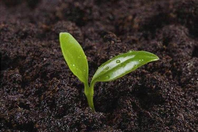 土壤矿物质转化的钾的转化