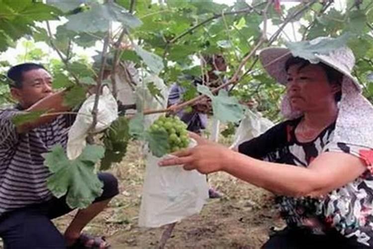 硅肥在大棚葡萄上什么时间用最好？