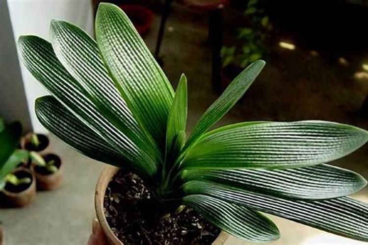 含钾肥高的有机肥有哪些