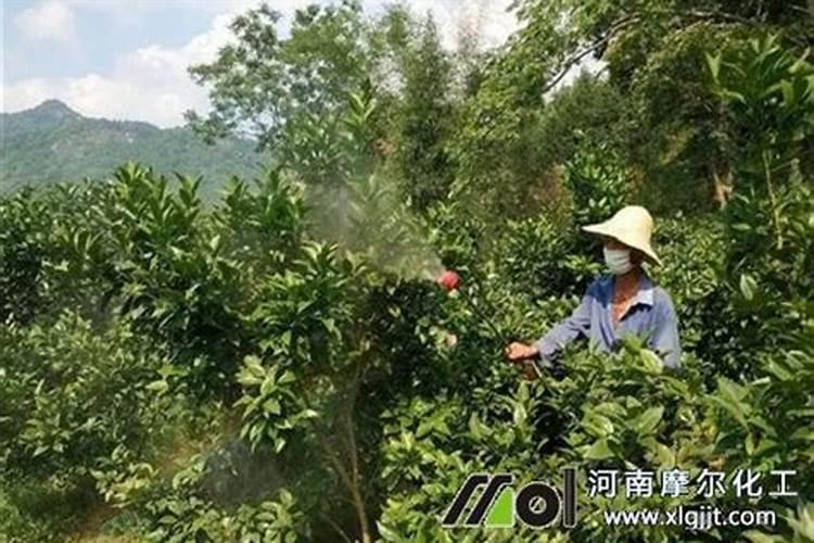 白蒜的叶面肥很重要,种白蒜如何施叶面肥？