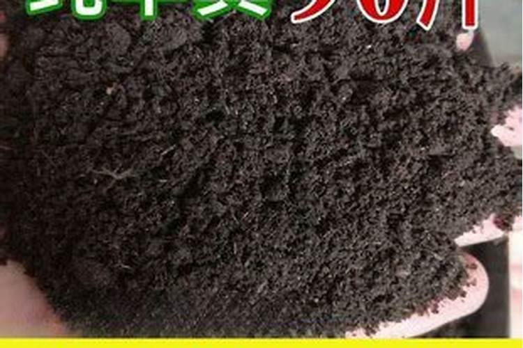 白术苗圃怎样种植