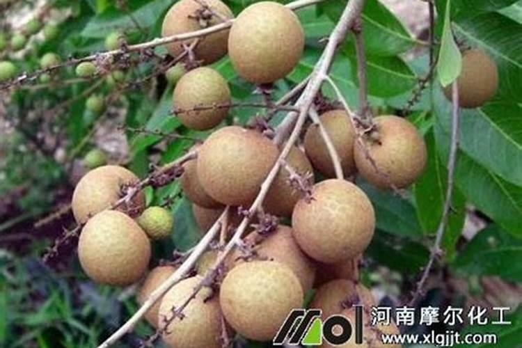 龙眼后期喷什么叶面肥好？