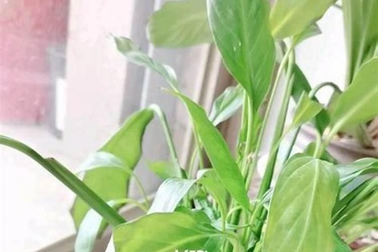 蟹爪兰的叶子发黄应该用什么肥料