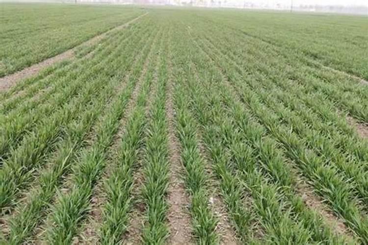 火龙果花苞期如何养护结果