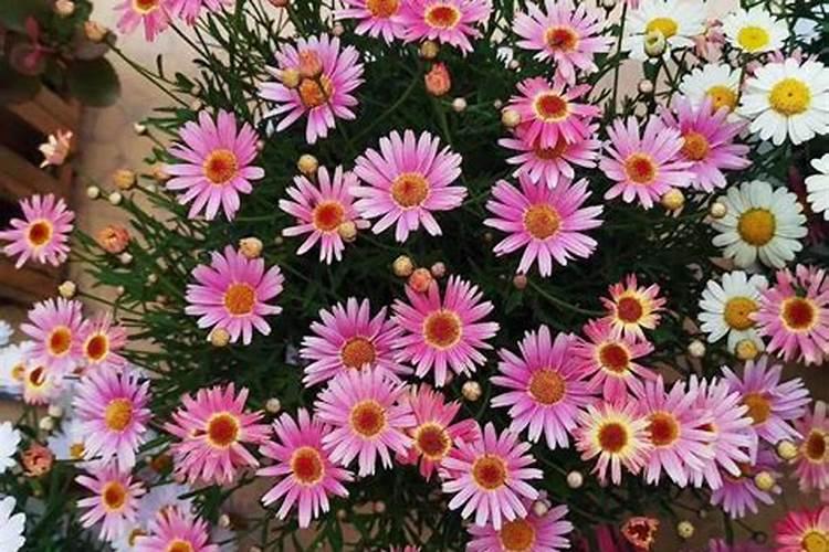 玛格丽特花的养殖方法和注意事项