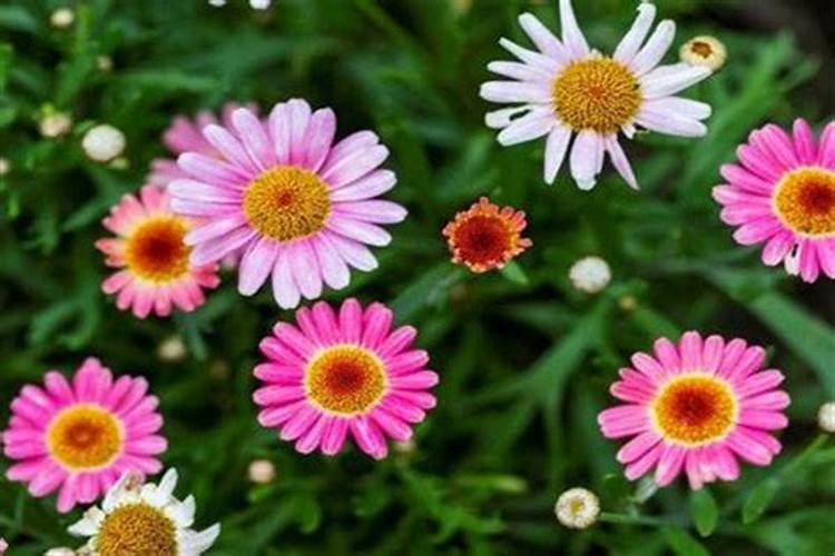 玛格丽特菊花怎么养