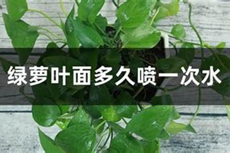 金边吊兰用什么肥料最好