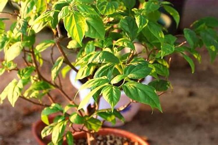 夏黑葡萄转色期喷几次磷酸二氢钾叶面肥？