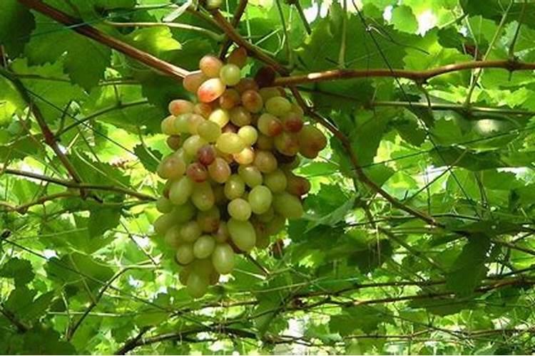 文竹多久施一次肥 需要施什么肥料
