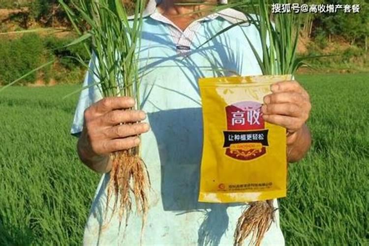 下雨天尿素正确撒法