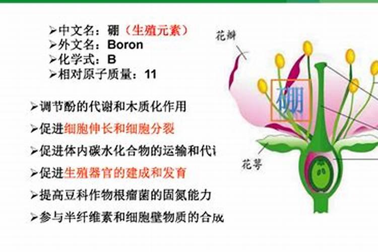 黄杨树用什么肥料最好