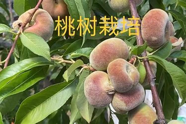 春季桃树施什么肥好