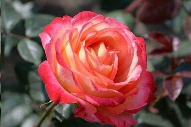 要想月季花快速冒笋芽该怎么养护