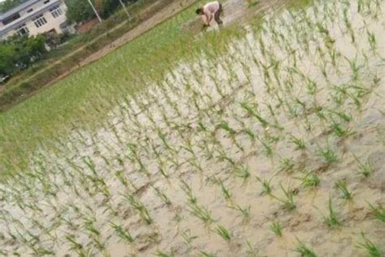 水稻种植钾肥的施用方法是什么？