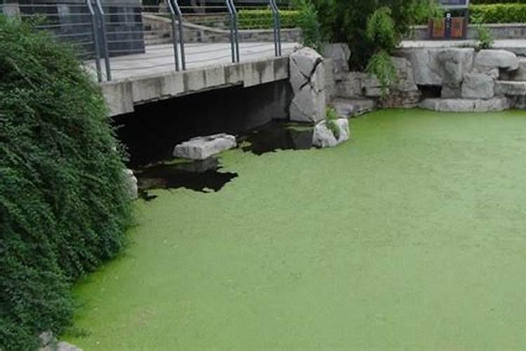 水池里面有绿藻怎么消除它