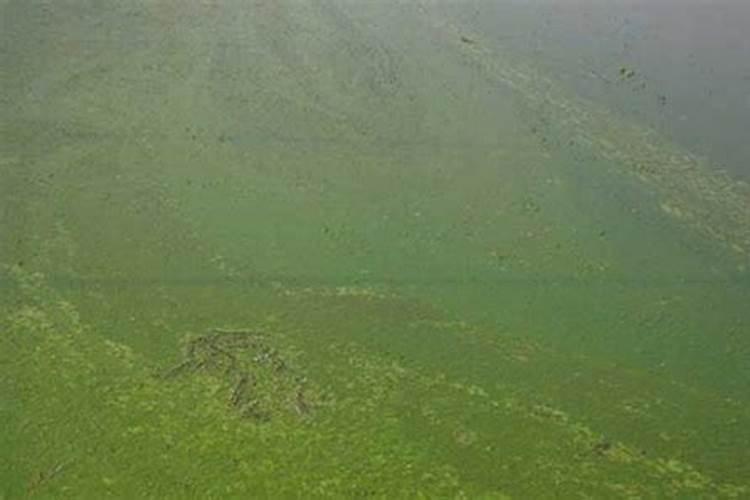 池塘水变绿了怎么办