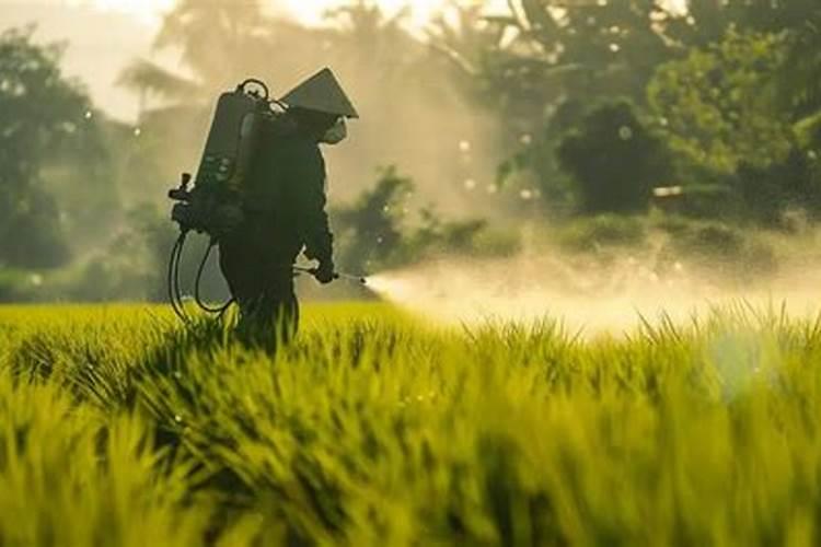 水稻什么时候用芸苔素好 使用方法及技巧
