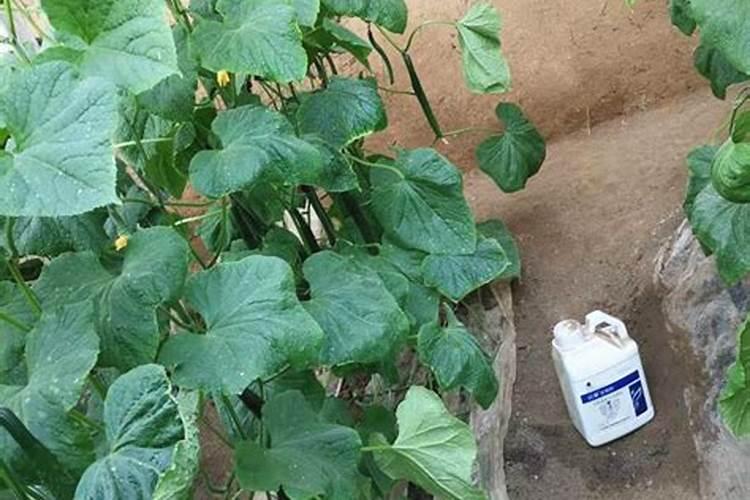 生根剂水溶肥叶面喷施效果会好吗