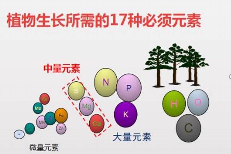 什么是中量元素肥料,常用品种有哪些？