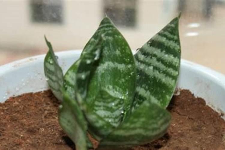 松花江鱼没有鳞用不用刮？