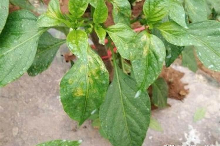 云南哪里适应种土豆