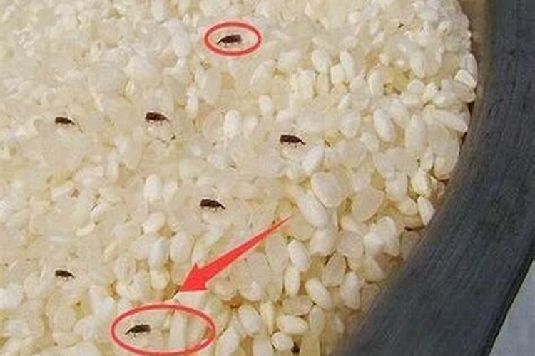 大米生虫了可以用来做什么