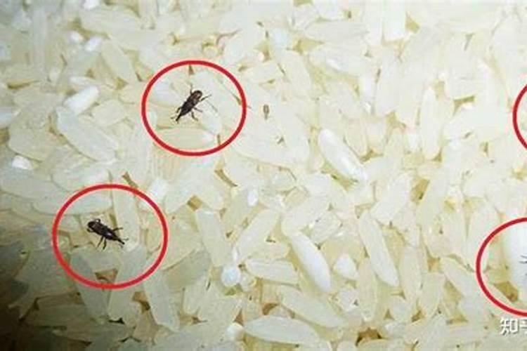 有没有高手请教一下,出虫的大米咋样沤肥？