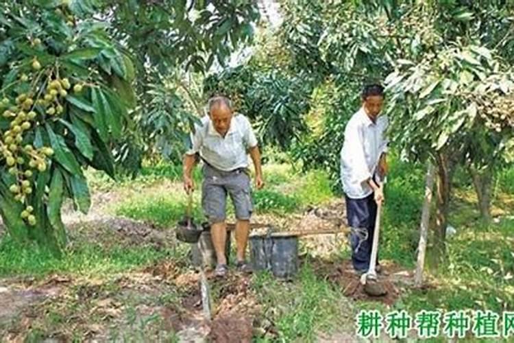 芸苔素的作用和使用方法