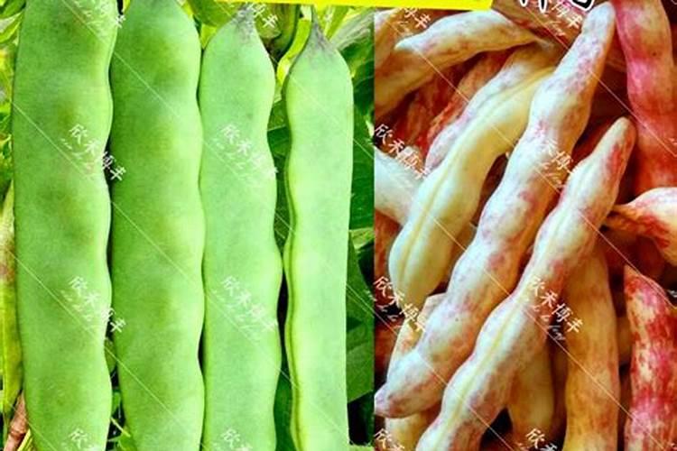 现在可以种什么农作物？