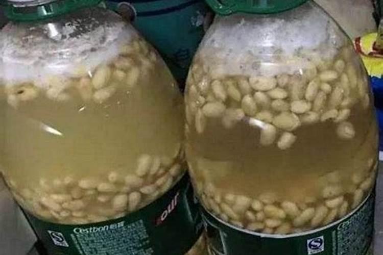 骨粉和骨灰养花哪个好