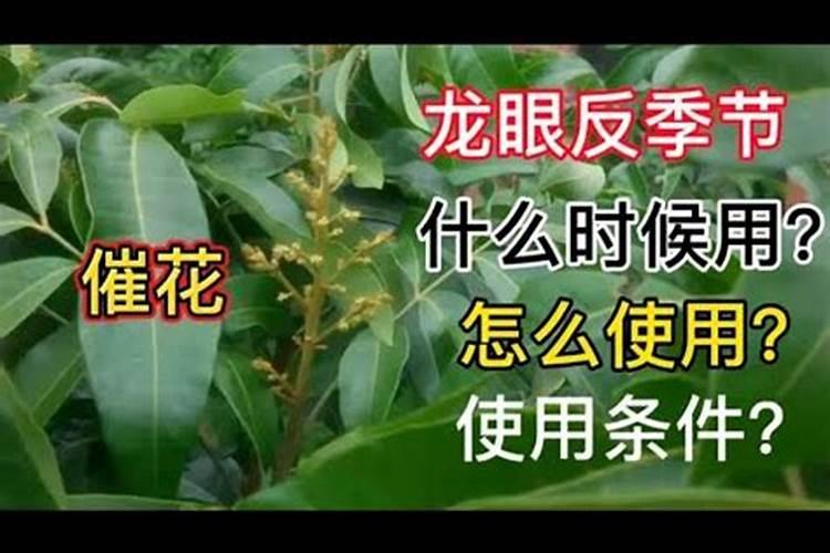 龙眼花期需要什么肥料