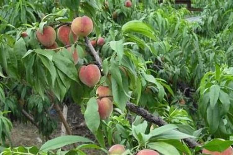 桂花树什么时候施肥