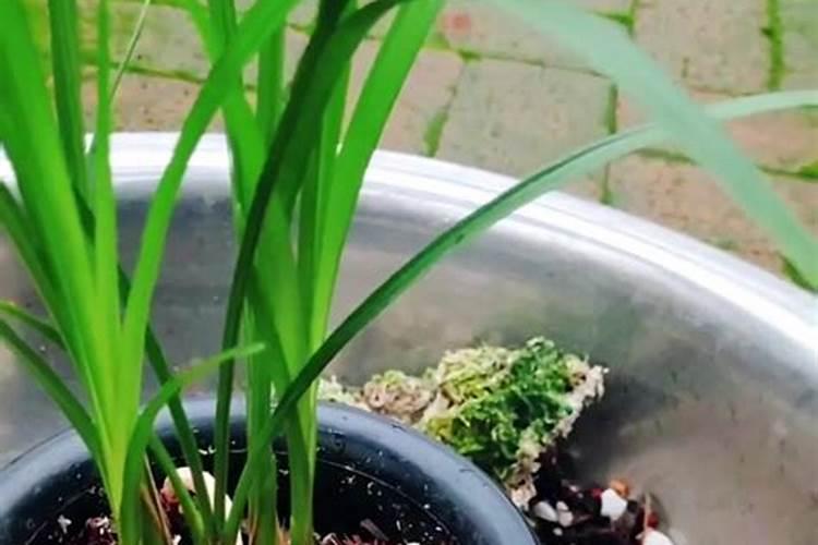 桂花树施什么肥合适