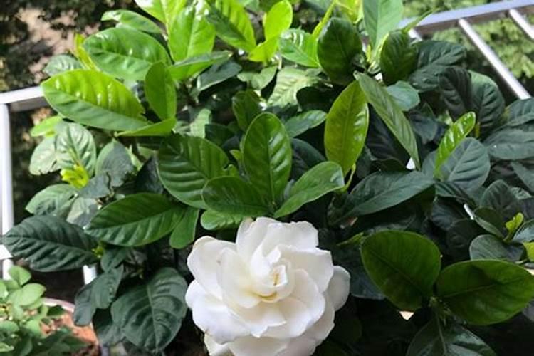 我的栀子花这是怎么了？怎样解决？