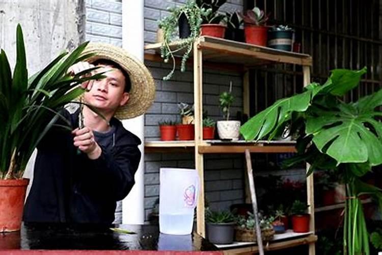 墨兰怎样养护才能发新芽(企黑墨兰什么时候发叶芽)