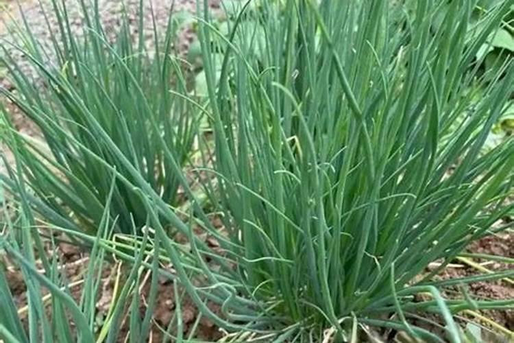 小葱用什么肥料长得快(种小葱需要喷施什么叶面肥)