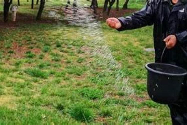 桂味荔枝怎样管理才可年年挂果