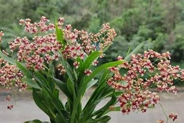 文心兰怎么施肥