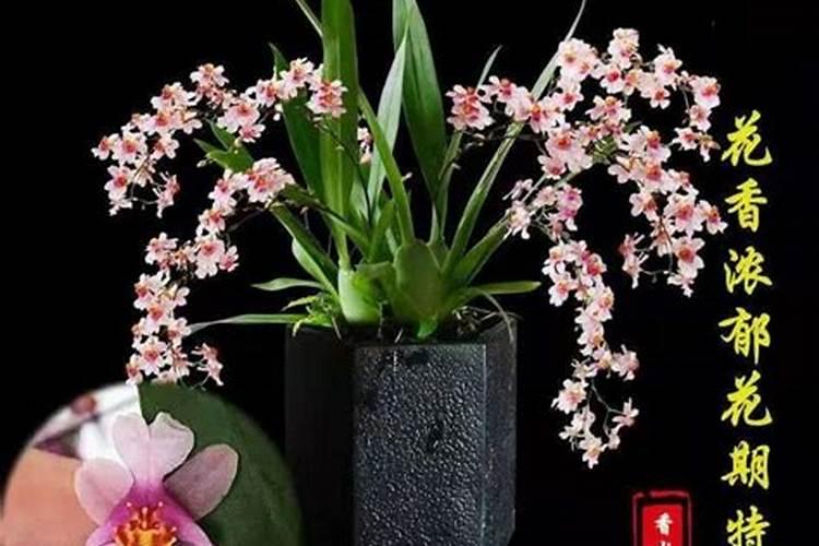 文心兰怎么施肥