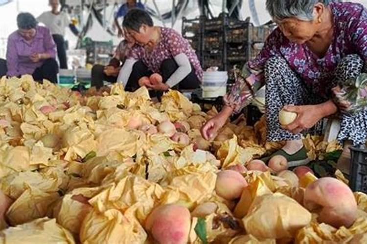 大量元素水溶肥的价格排名,哪个品牌最好？